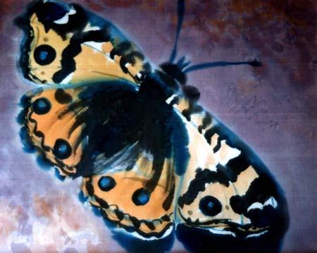 angela-rei-serie-farfalle-005